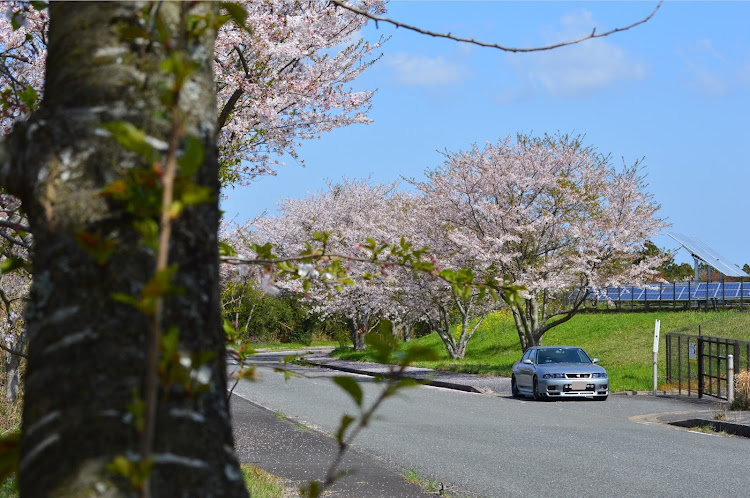 スカイライン GT-Rのサクラと愛車・桜吹雪・さくらとコラボ・菜の花と愛車・さくら満開に関するカスタム事例の投稿画像10枚目