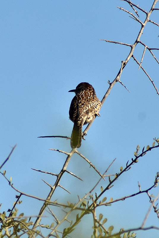 Cactus wren