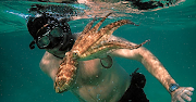 Filmmaker Craig Foster in the sea. 