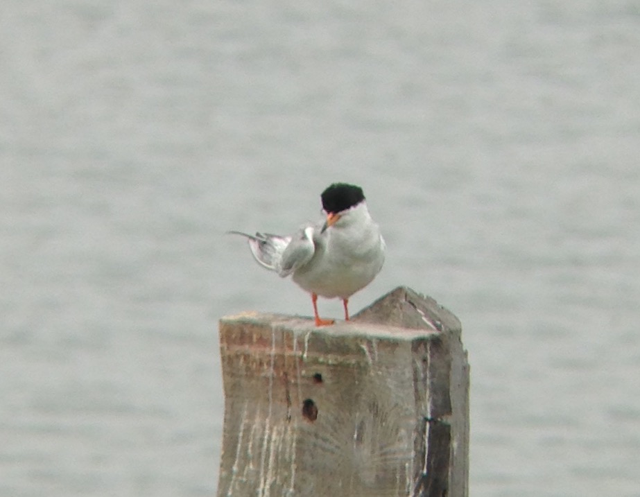 Forster's Tern