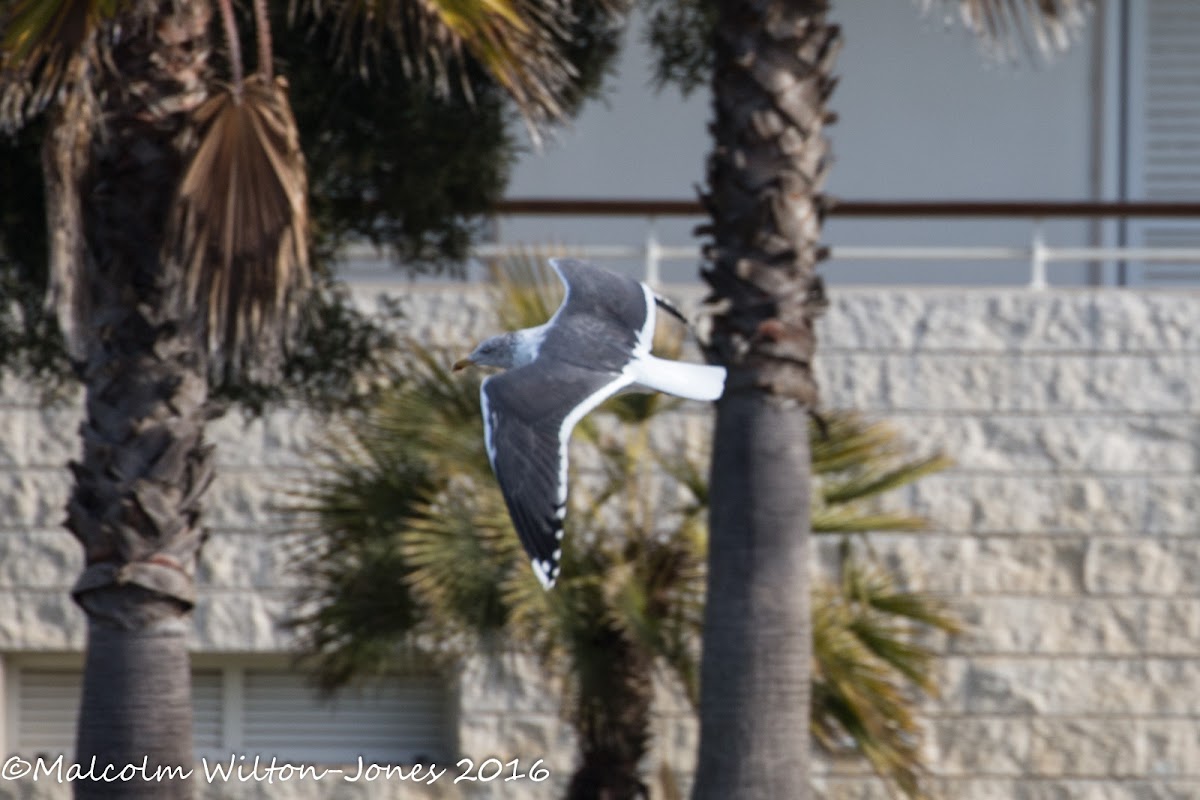 Lesser Black-backed Gull; Gaviota Sombría