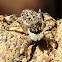 Jumping Spider