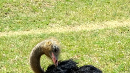 Lion Park South Africa 2015