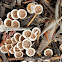 Woolly Bird Nest Fungus