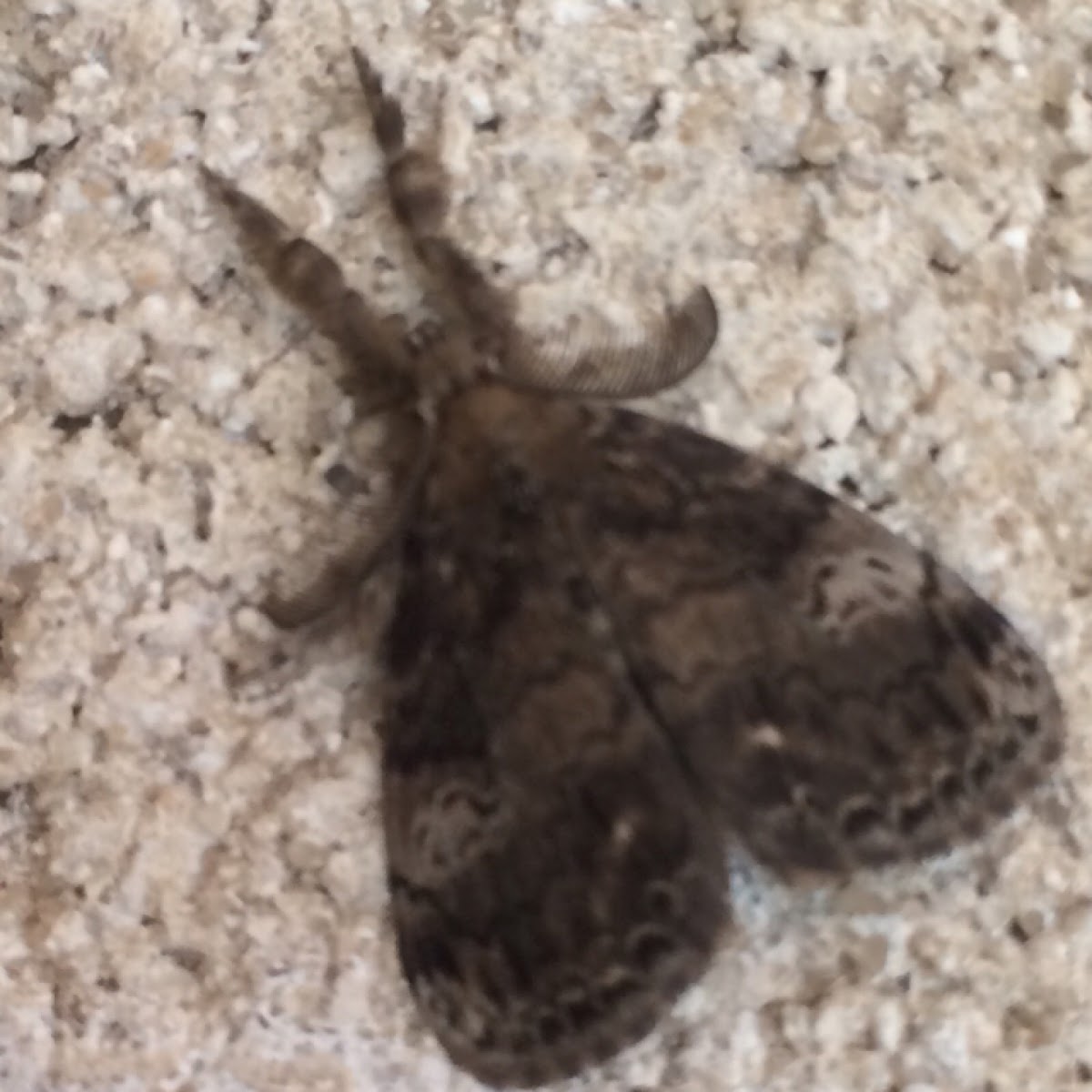 White-marked Tussock Moth