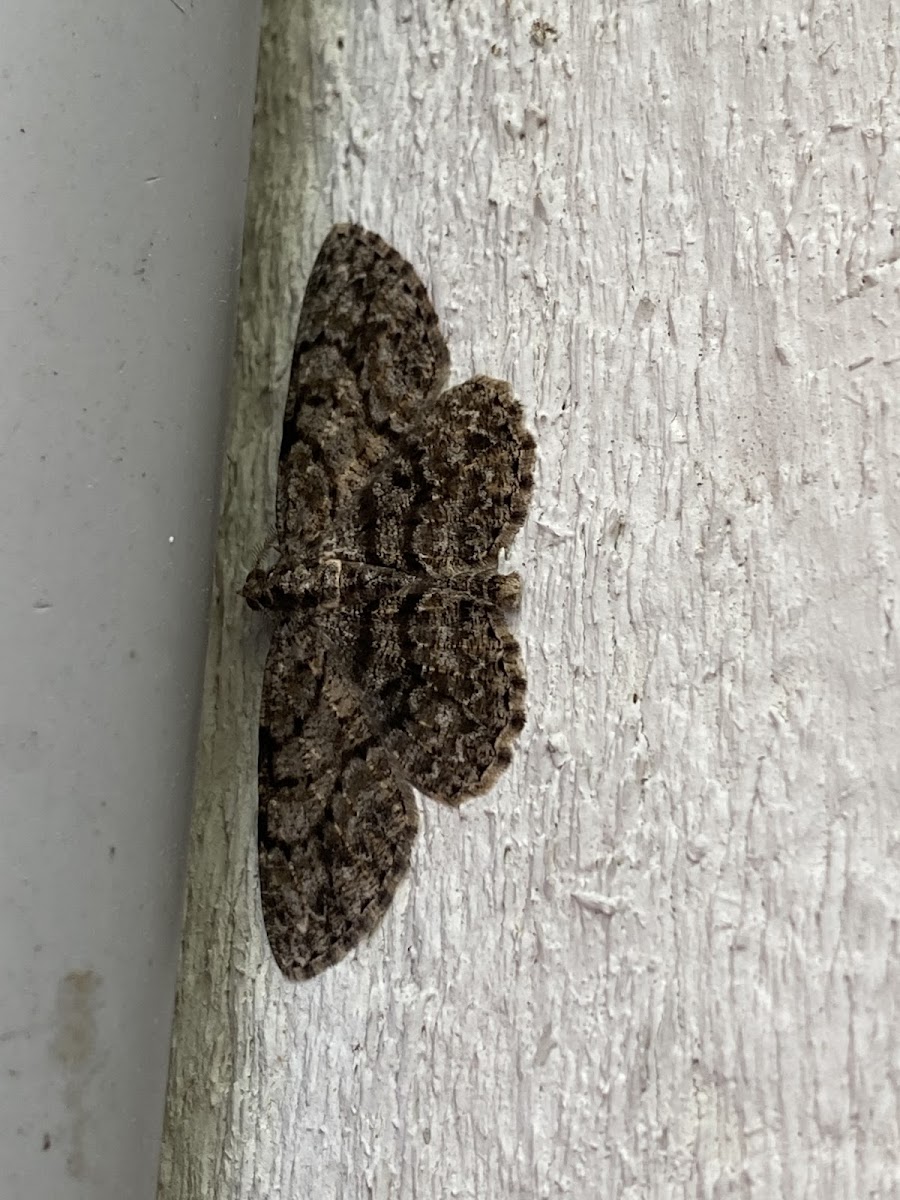 Small engrailed moth