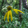 Green-Headed Coneflower