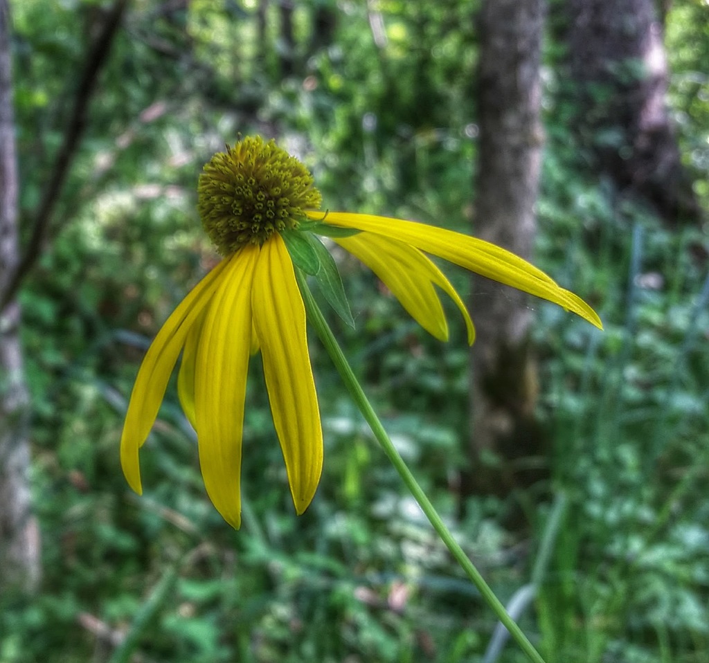 Green-Headed Coneflower