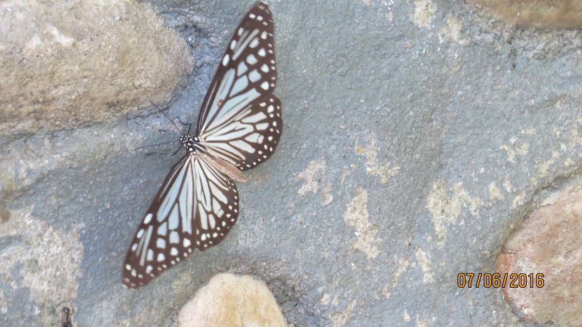 Glassy Tiger Butterfly