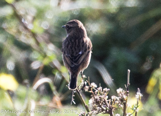 Stonechat