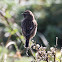 Stonechat