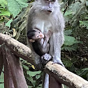 Philippine long-tailed macaque