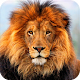 Download Lion HD Wallpaper For PC Windows and Mac 1.02