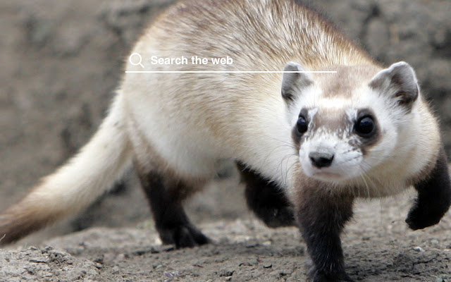 Ferrets HD Wallpapers Pet Theme