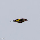 Goldfinch; Jilguero