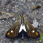 Dioptine Moth