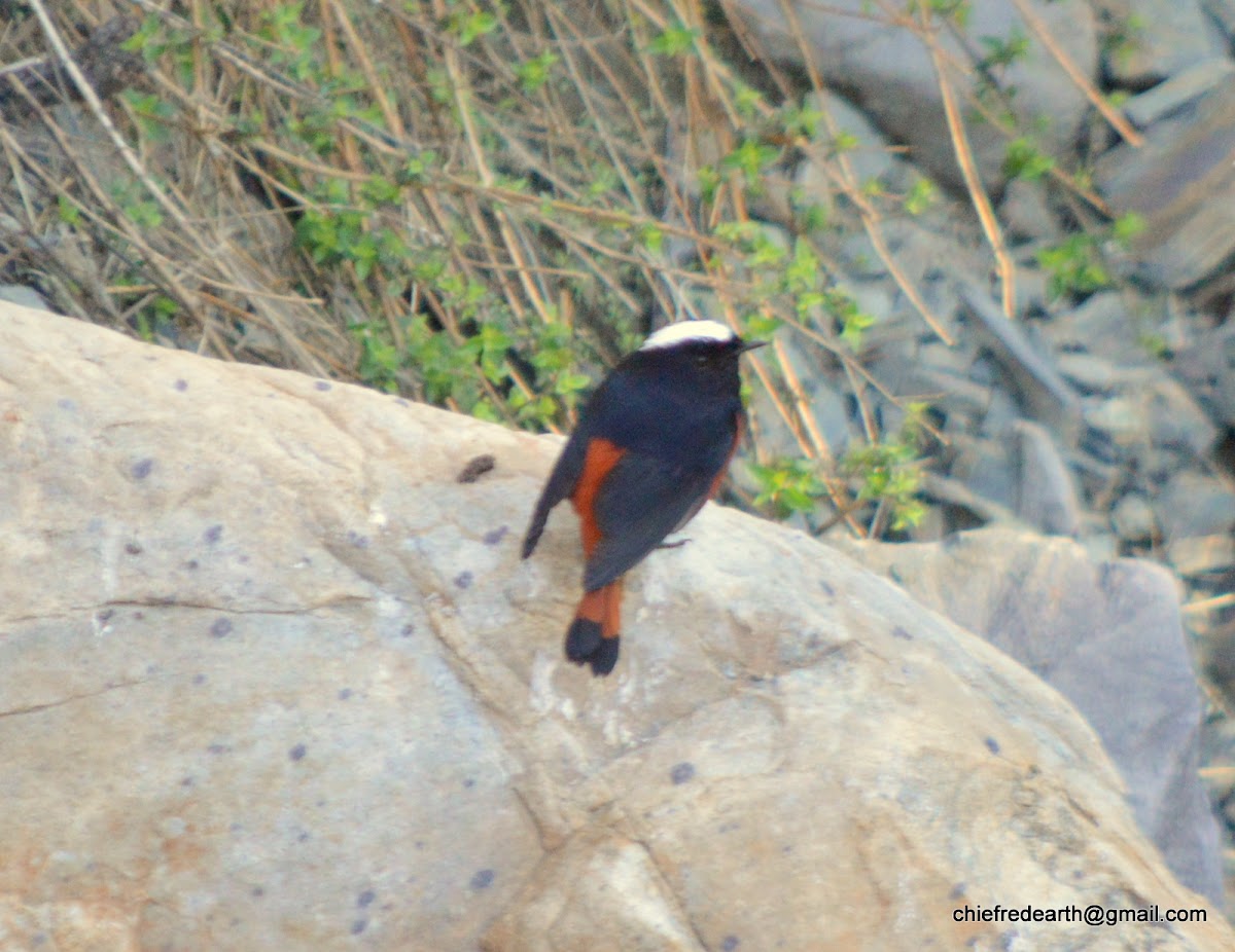 white-capped redstart or white-capped water redstart