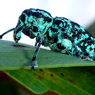 Sapphire Weevil