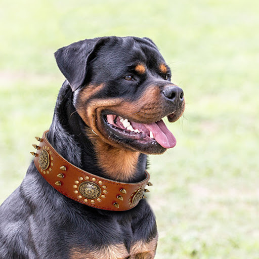 Title 2, Large Dog Studded Anti-Bite Collar, durable and...