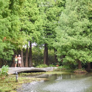 菁芳園 Tenway Garden／花園餐廳／落羽松