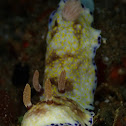 Nudibranch