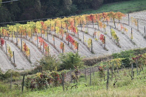 La vigna di carlina