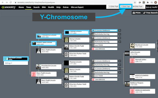 Ancestry DNA Paths (beta)