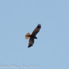 Marsh Harrier; Aguilucho Lagunero