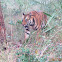 Tiger (with video)