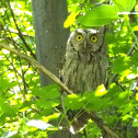 Western Screech Owl