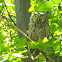 Western Screech Owl