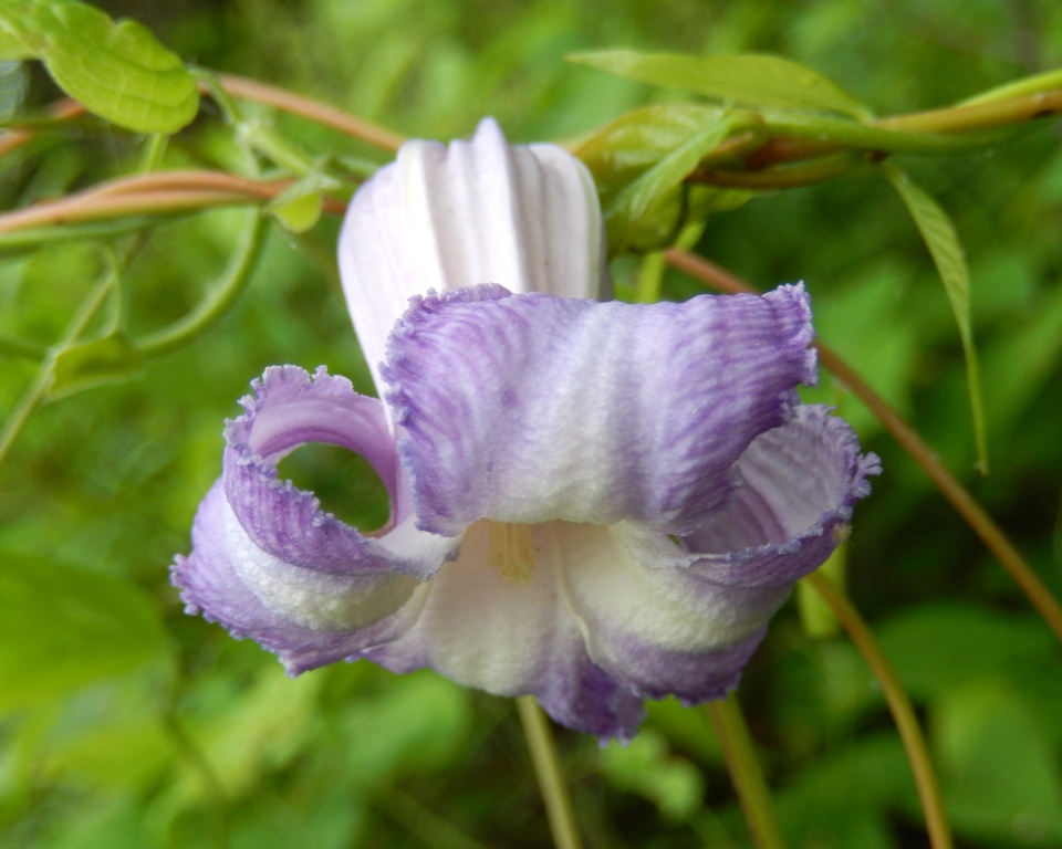 Swamp Leather Flower