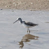 Greenshank