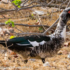 Muscovy Duck; Pato Criollo