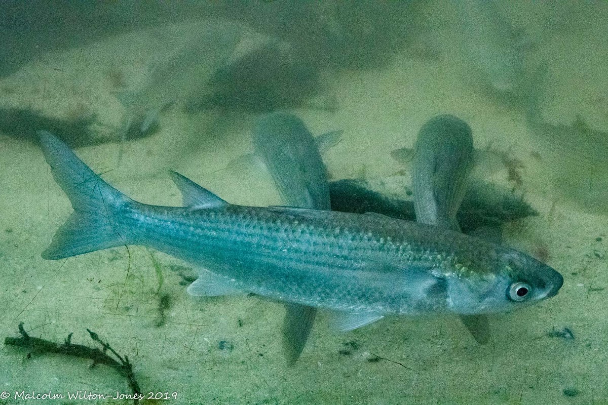 Grey Mullet