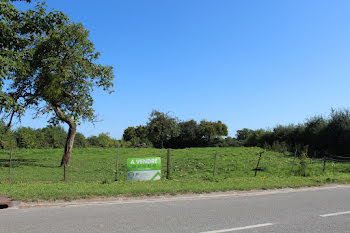 terrain à Ors (59)