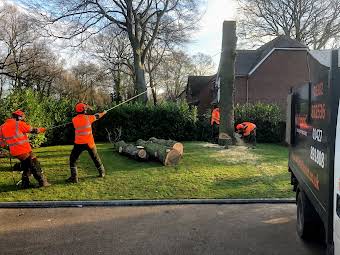 Tree Removal  album cover