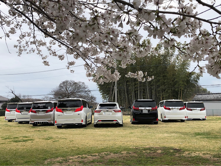 ハリアーの桜とコラボ🌸・雅と愉快な仲間達・ミラーカバー赤は昆虫⁉️・エアサスいつばれるかな？・やっぱり雨男は雅だったかに関するカスタム事例の投稿画像4枚目