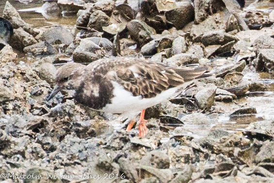 Turnstone