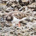 Turnstone