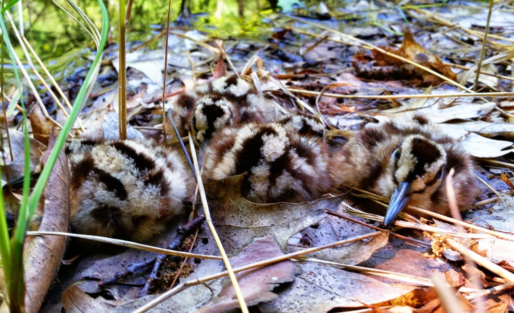 American Woodcock