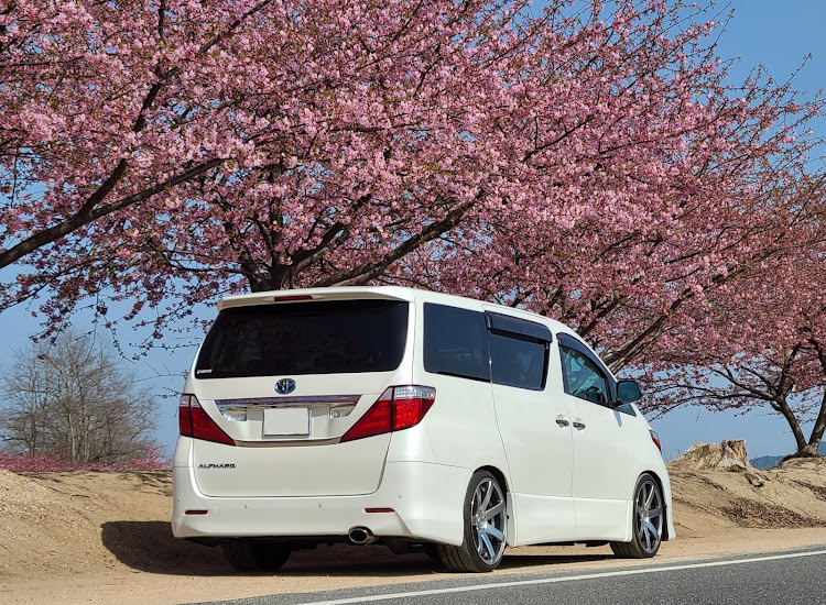 アルファードの河津桜🌸・児島湖花回廊・岡南飛行場に関するカスタム事例の投稿画像5枚目