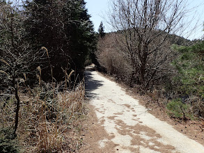 舗装路が現れる