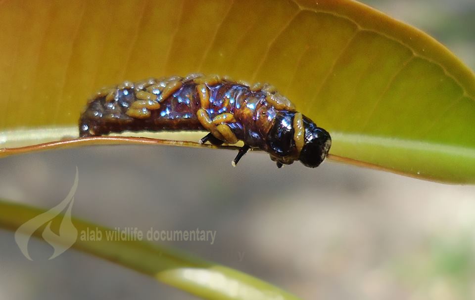 Leaf Beetle Larva