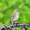 Hammond's flycatcher