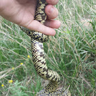 Common Kingsnake