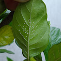 Green Lacewing Eggs