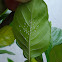 Green Lacewing Eggs