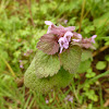 Red dead-nettle