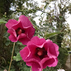 Rose of Sharon